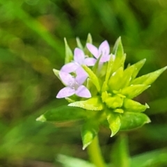 Sherardia arvensis (Field Madder) at Mulligans Flat - 15 Oct 2022 by trevorpreston