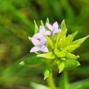 Sherardia arvensis at Forde, ACT - 15 Oct 2022