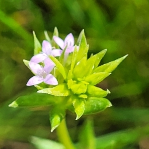 Sherardia arvensis at Forde, ACT - 15 Oct 2022