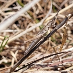 Keyacris scurra (Key's Matchstick Grasshopper) at Forde, ACT - 15 Oct 2022 by trevorpreston