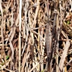 Keyacris scurra at Forde, ACT - 15 Oct 2022