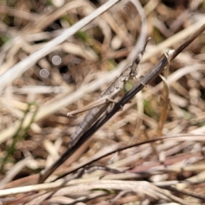 Keyacris scurra at Forde, ACT - 15 Oct 2022