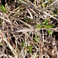 Keyacris scurra at Forde, ACT - 15 Oct 2022