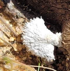 Schizophyllum commune (Split Gill Fungus) at Mulligans Flat - 15 Oct 2022 by trevorpreston