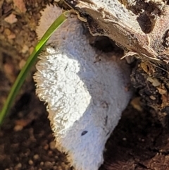 Schizophyllum commune at Forde, ACT - 15 Oct 2022