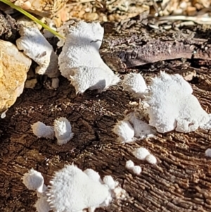 Schizophyllum commune at Forde, ACT - 15 Oct 2022