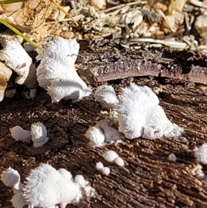 Schizophyllum commune at Forde, ACT - 15 Oct 2022