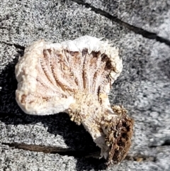 Schizophyllum commune at Forde, ACT - 15 Oct 2022