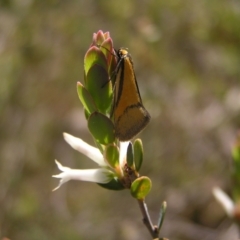 Philobota undescribed species near arabella (A concealer moth) at Piney Ridge - 15 Oct 2022 by MatthewFrawley