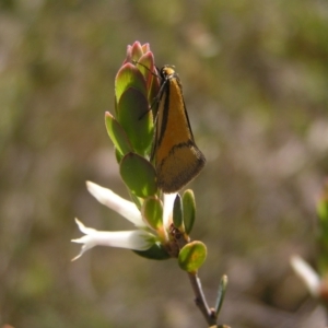 Philobota undescribed species near arabella at Stromlo, ACT - 15 Oct 2022