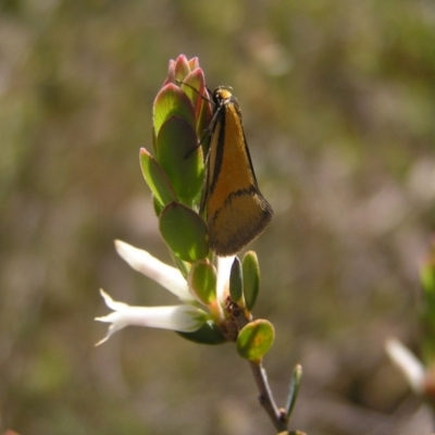 Philobota undescribed species near arabella (A concealer moth) at Piney Ridge - 15 Oct 2022 by MatthewFrawley