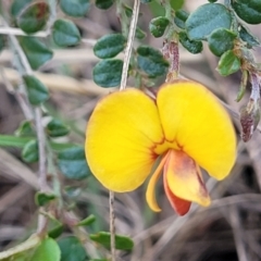 Bossiaea buxifolia (Matted Bossiaea) at Mulligans Flat - 15 Oct 2022 by trevorpreston