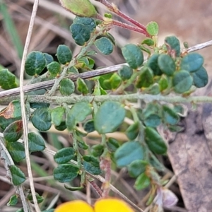 Bossiaea buxifolia at Forde, ACT - 15 Oct 2022