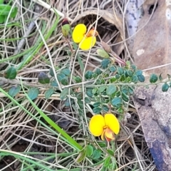 Bossiaea buxifolia at Forde, ACT - 15 Oct 2022