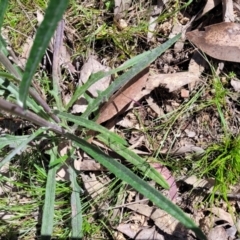 Senecio phelleus (Rock Fireweed) at Mulligans Flat - 15 Oct 2022 by trevorpreston