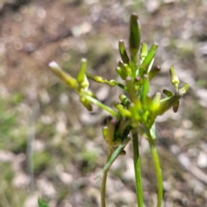 Senecio phelleus at Forde, ACT - 15 Oct 2022