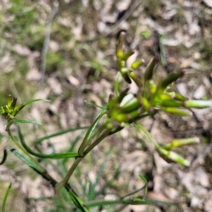 Senecio phelleus at Forde, ACT - 15 Oct 2022 02:18 PM