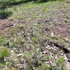 Senecio phelleus at Forde, ACT - 15 Oct 2022 02:18 PM