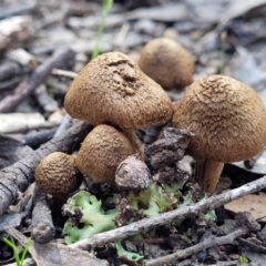 Inocybe sp. (Inocybe) at Mulligans Flat - 15 Oct 2022 by trevorpreston