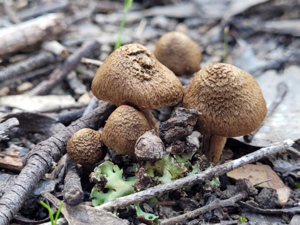 Inocybe sp. at Throsby, ACT - 15 Oct 2022