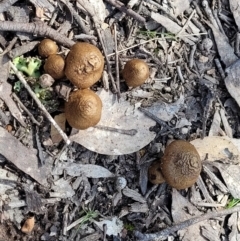 Inocybe sp. at Throsby, ACT - 15 Oct 2022 02:13 PM