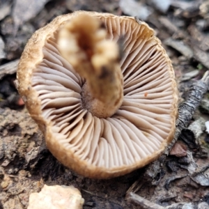 Inocybe sp. at Throsby, ACT - 15 Oct 2022 02:13 PM