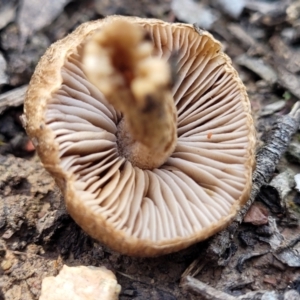 Inocybe sp. at Throsby, ACT - 15 Oct 2022
