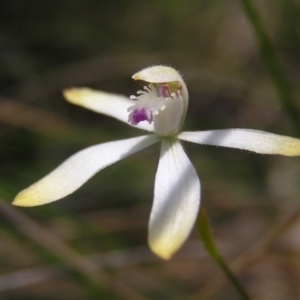 Caladenia ustulata at Stromlo, ACT - 15 Oct 2022