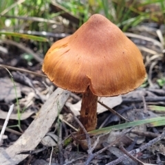 Cortinarius sp. (Cortinarius) at Mulligans Flat - 15 Oct 2022 by trevorpreston