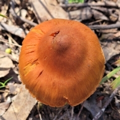 Cortinarius sp. at Throsby, ACT - 15 Oct 2022