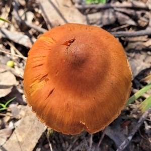 Cortinarius sp. at Throsby, ACT - 15 Oct 2022 02:12 PM