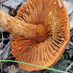 Cortinarius sp. at Throsby, ACT - 15 Oct 2022 02:12 PM