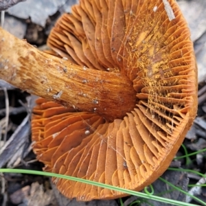 Cortinarius sp. at Throsby, ACT - 15 Oct 2022 02:12 PM