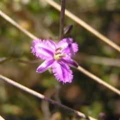 Thysanotus patersonii (Twining Fringe Lily) at Piney Ridge - 15 Oct 2022 by MatthewFrawley
