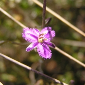 Thysanotus patersonii at Stromlo, ACT - 15 Oct 2022