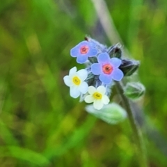 Myosotis discolor (Forget-me-not) at Forde, ACT - 15 Oct 2022 by trevorpreston