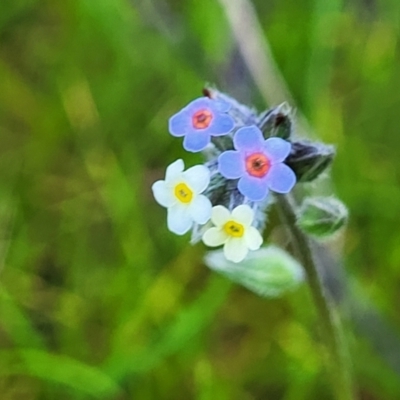 Myosotis discolor (Forget-me-not) at Mulligans Flat - 15 Oct 2022 by trevorpreston