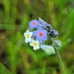 Myosotis discolor at Forde, ACT - 15 Oct 2022 02:05 PM