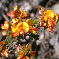 Pultenaea procumbens (Bush Pea) at Stromlo, ACT - 15 Oct 2022 by MatthewFrawley