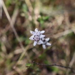 Wurmbea dioica subsp. dioica (Early Nancy) at Uriarra, NSW - 15 Oct 2022 by JimL