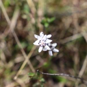 Wurmbea dioica subsp. dioica at Uriarra, NSW - 15 Oct 2022