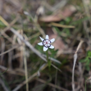 Wurmbea dioica subsp. dioica at Uriarra, NSW - 15 Oct 2022