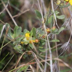 Hibbertia obtusifolia at Uriarra, NSW - 15 Oct 2022