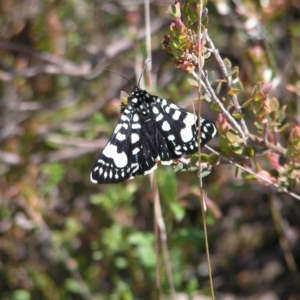 Phalaenoides tristifica at Stromlo, ACT - 15 Oct 2022