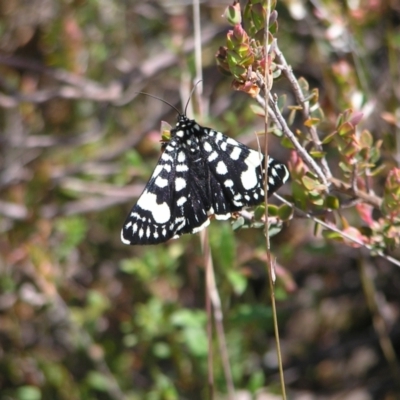 Phalaenoides tristifica (Willow-herb Day-moth) at Piney Ridge - 15 Oct 2022 by MatthewFrawley