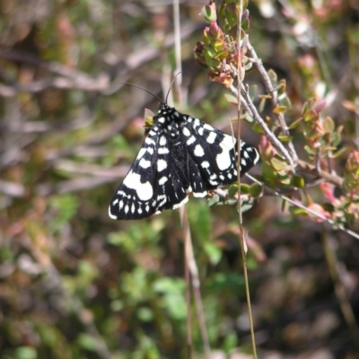 Phalaenoides tristifica (Willow-herb Day-moth) at Block 402 - 15 Oct 2022 by MatthewFrawley