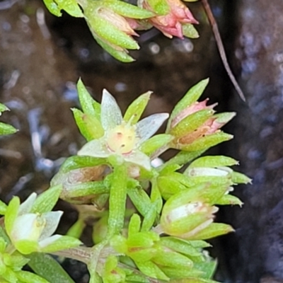 Crassula decumbens var. decumbens (A Stonecrop) at Mulligans Flat - 15 Oct 2022 by trevorpreston