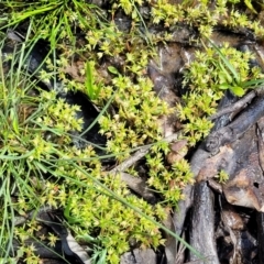 Crassula decumbens var. decumbens at Forde, ACT - 15 Oct 2022