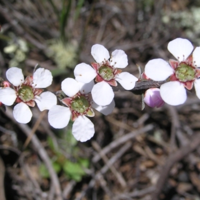 Gaudium multicaule (Teatree) at Stromlo, ACT - 15 Oct 2022 by MatthewFrawley