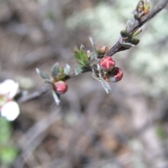 Gaudium multicaule at Stromlo, ACT - 15 Oct 2022